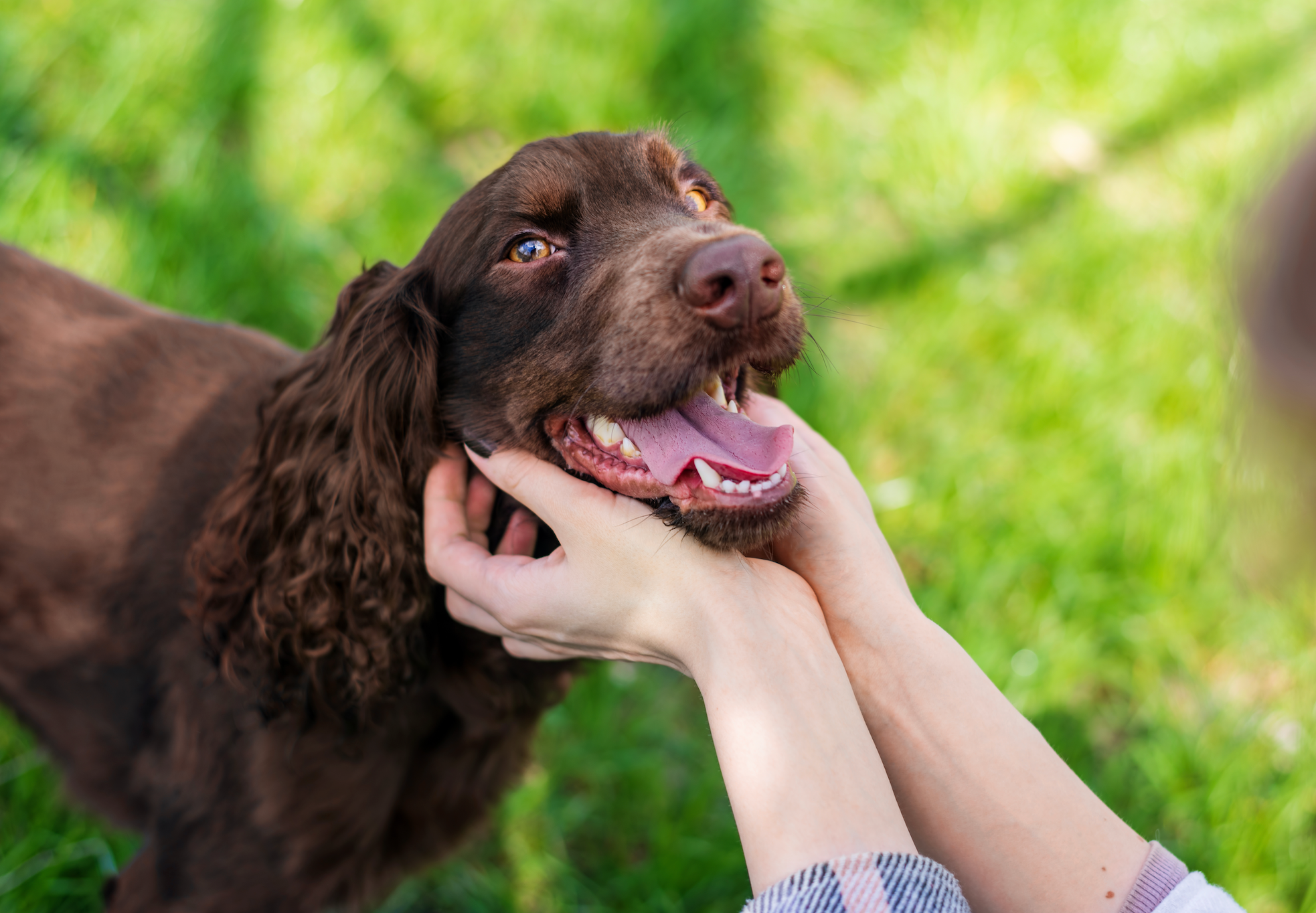 Quels-accessoires-choisir-pour-un-chien-heureux-et-épanoui HappyTailShop