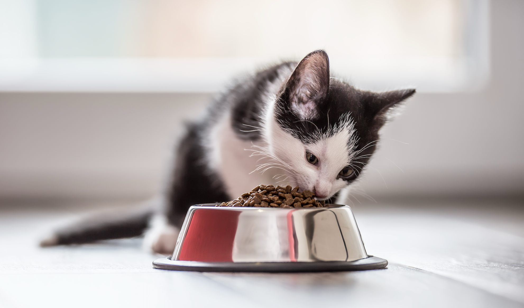 Conseils-pour-bien-nourrir-votre-chien-ou-votre-chat-au-quotidien HappyTailShop