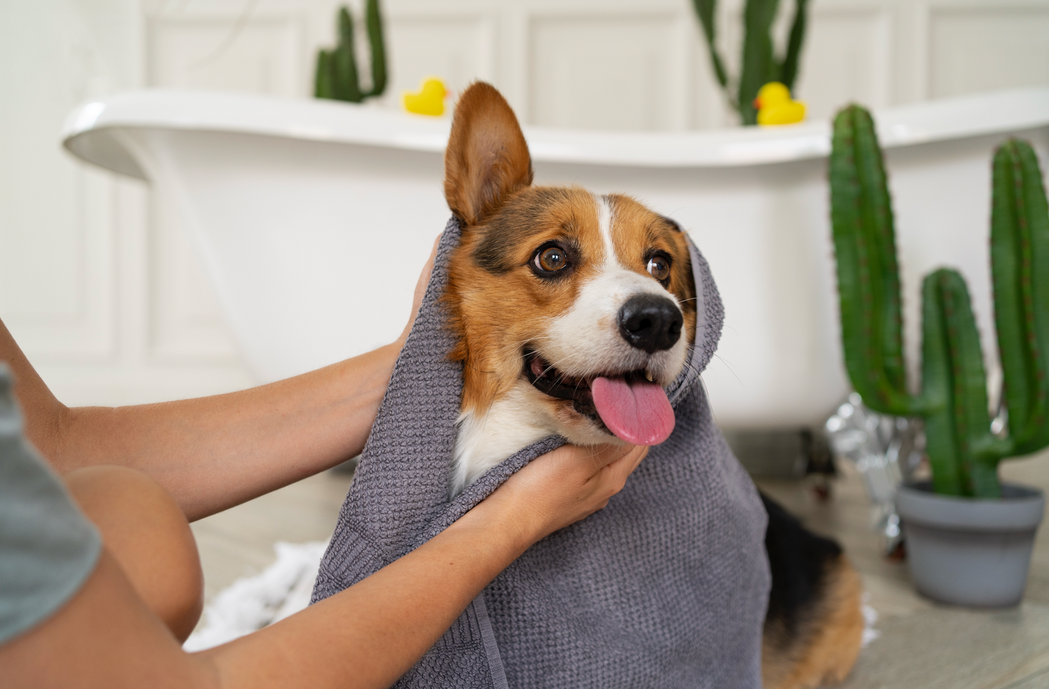 Toilettage-à-domicile-nos-conseils-pour-prendre-soin-de-vos-compagnons HappyTailShop