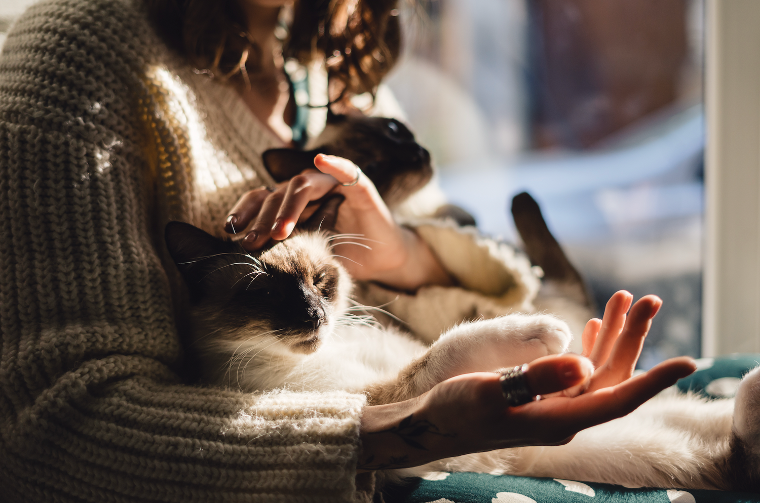 5-habitudes-pour-améliorer-le-quotidien-de-votre-chien-ou-chat HappyTailShop