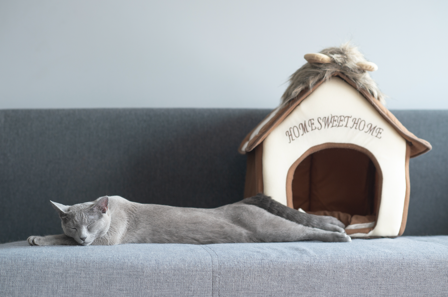Aménager-son-intérieur-quand-on-a-un-chien-ou-un-chat-astuces-et-idées-pratiques HappyTailShop