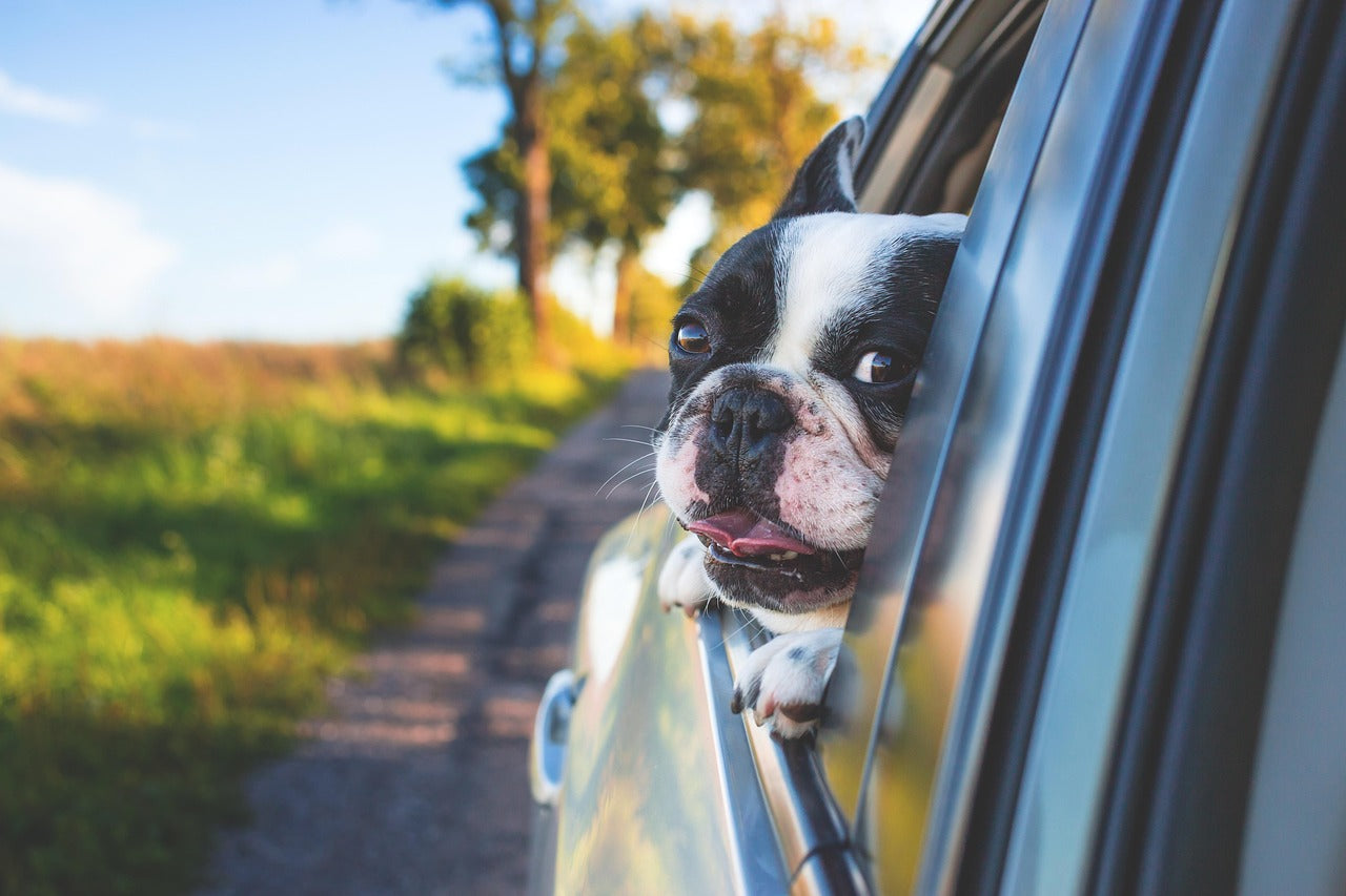 Comment-voyager-avec-son-compagnon HappyTailShop