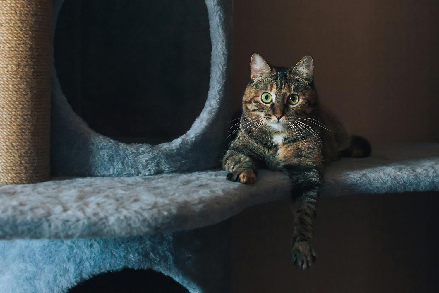 Comment-choisir-le-bon-arbre-à-chat-selon-la-taille-de-votre-chat HappyTailShop