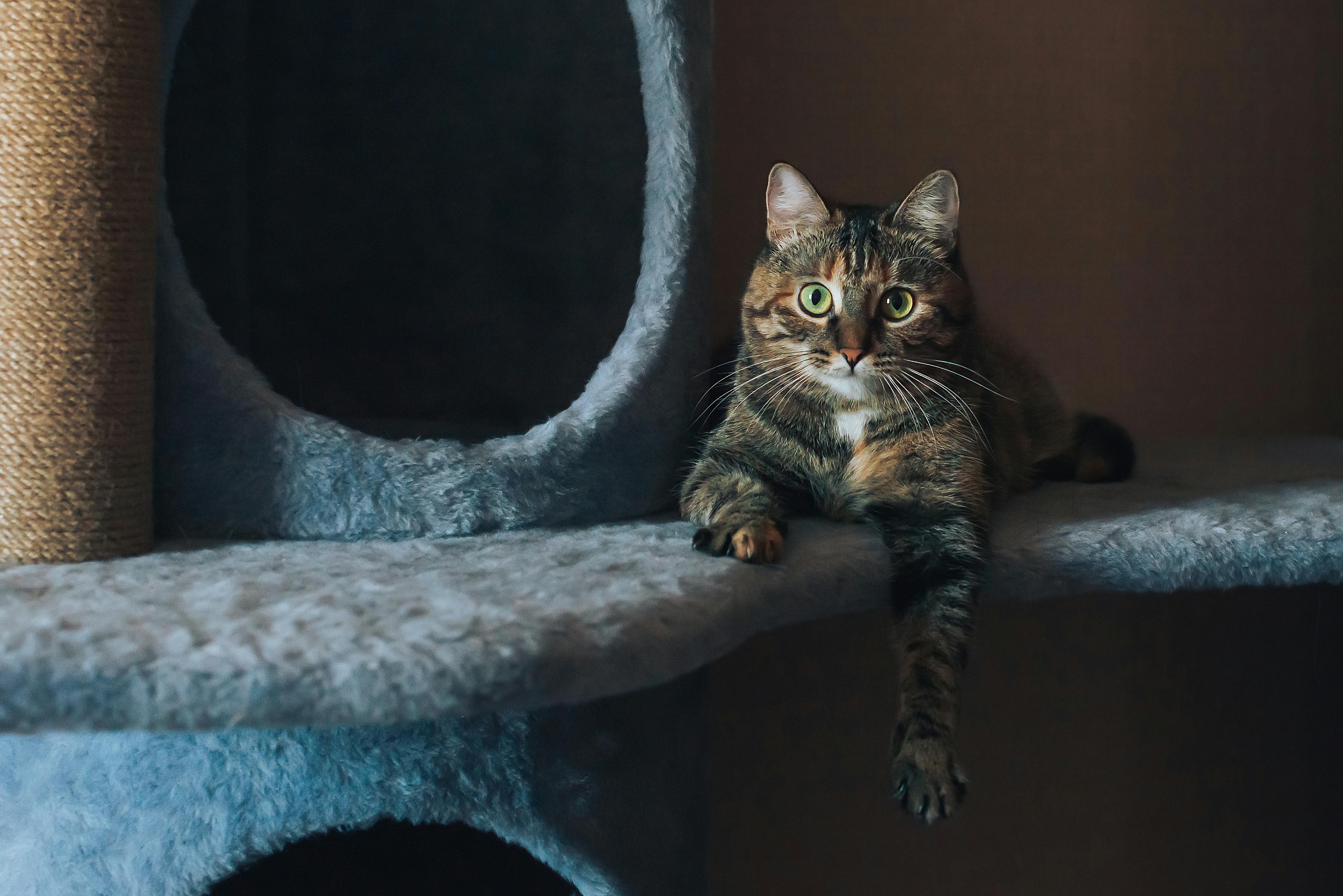 Comment-choisir-le-bon-arbre-à-chat-selon-la-taille-de-votre-chat HappyTailShop