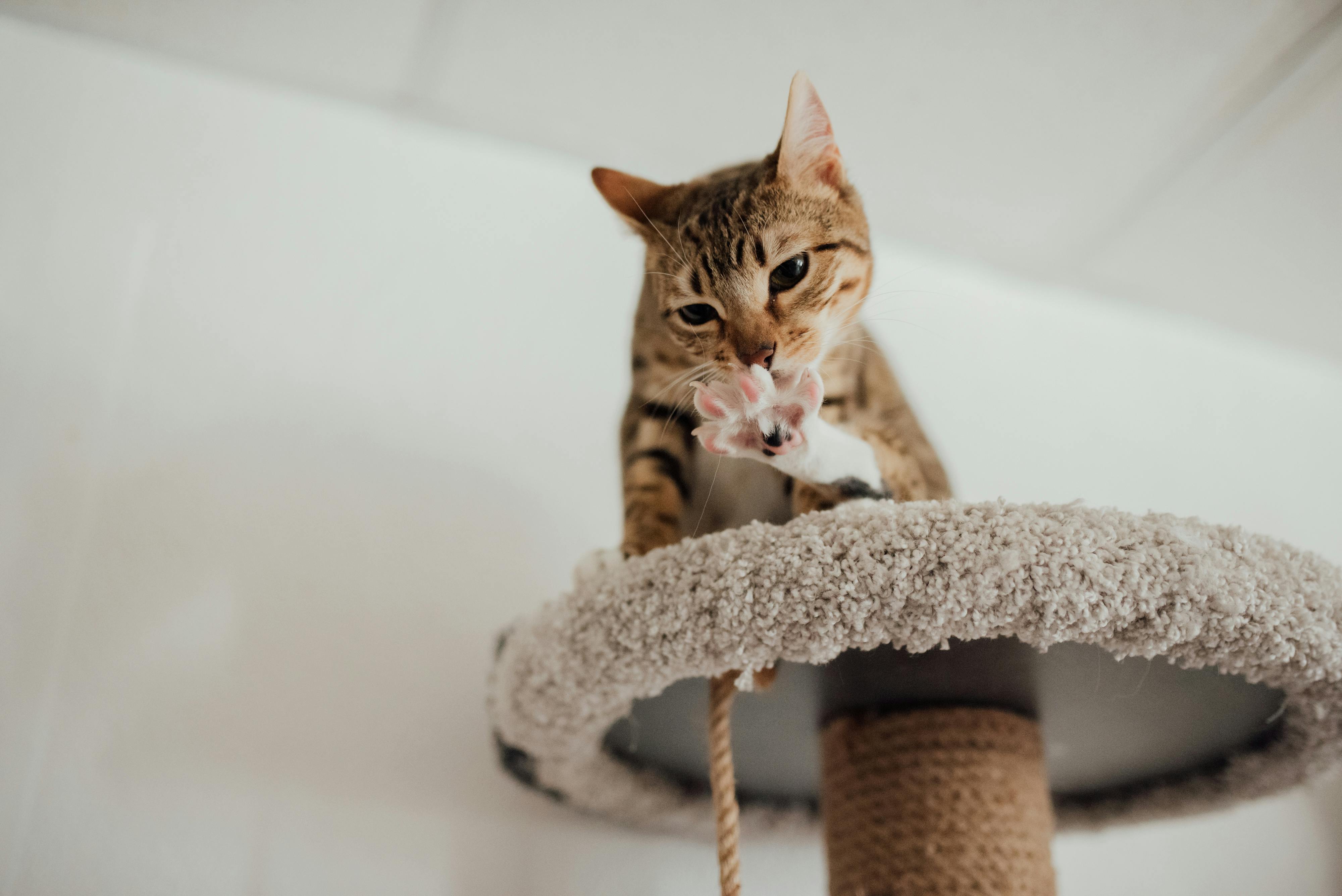 Top-7-des-produits-pour-améliorer-l-hygiène-de-votre-chat HappyTailShop