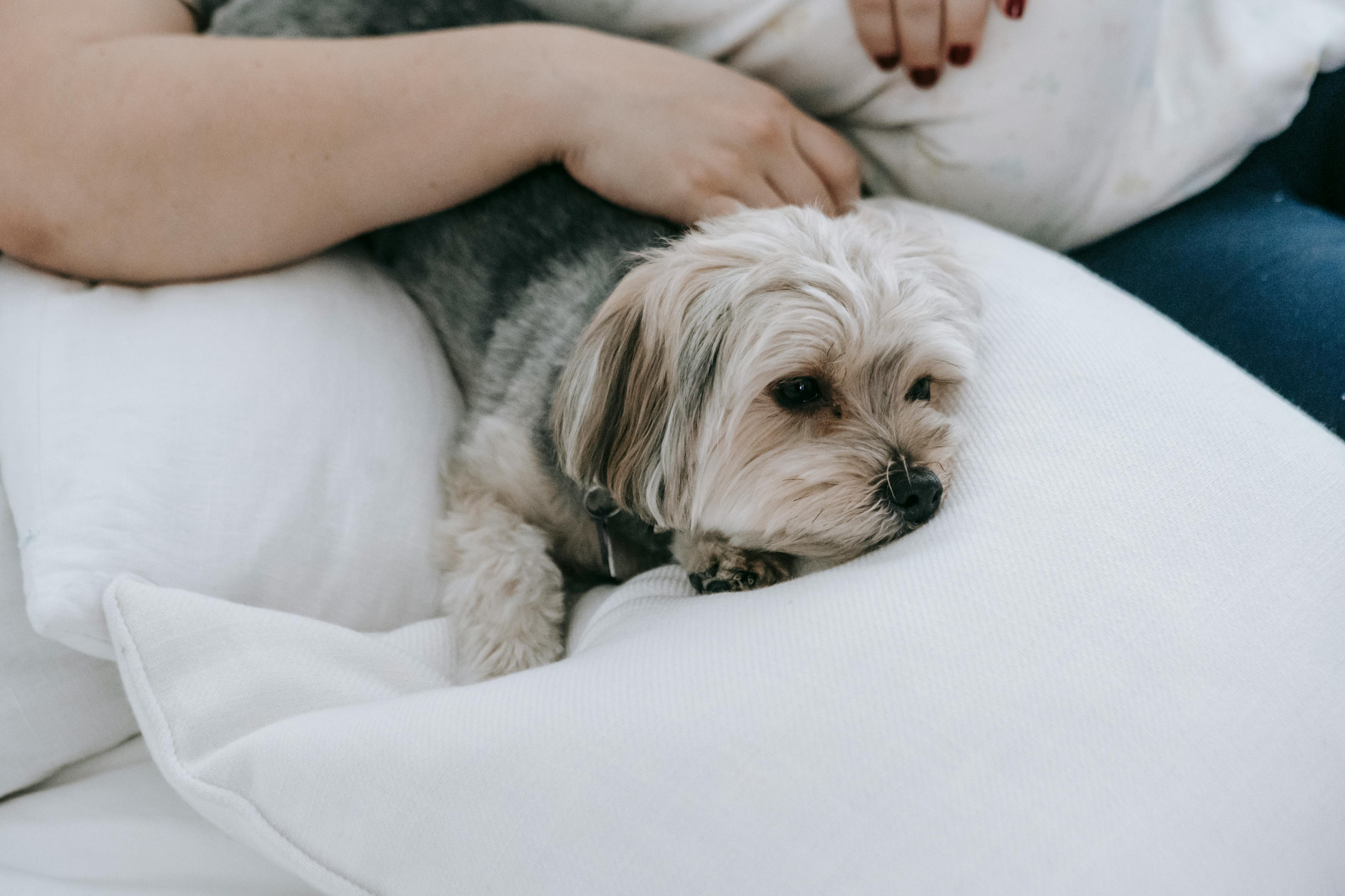 Les-races-de-chiens-les-plus-adaptées-à-la-vie-en-appartement HappyTailShop