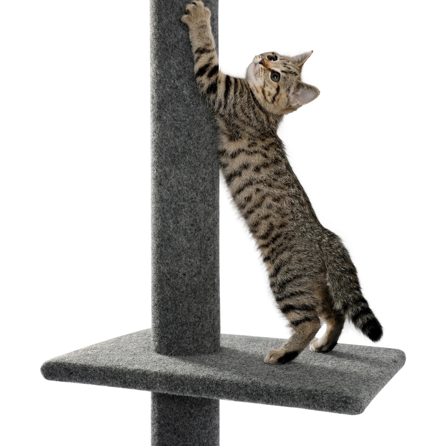 Arbre à chat à hauteur réglable pour intérieur, tour à chat du sol au plafond avec postes à gratter, meubles à gratter pour chat, jouets pour chaton HappyTailShop