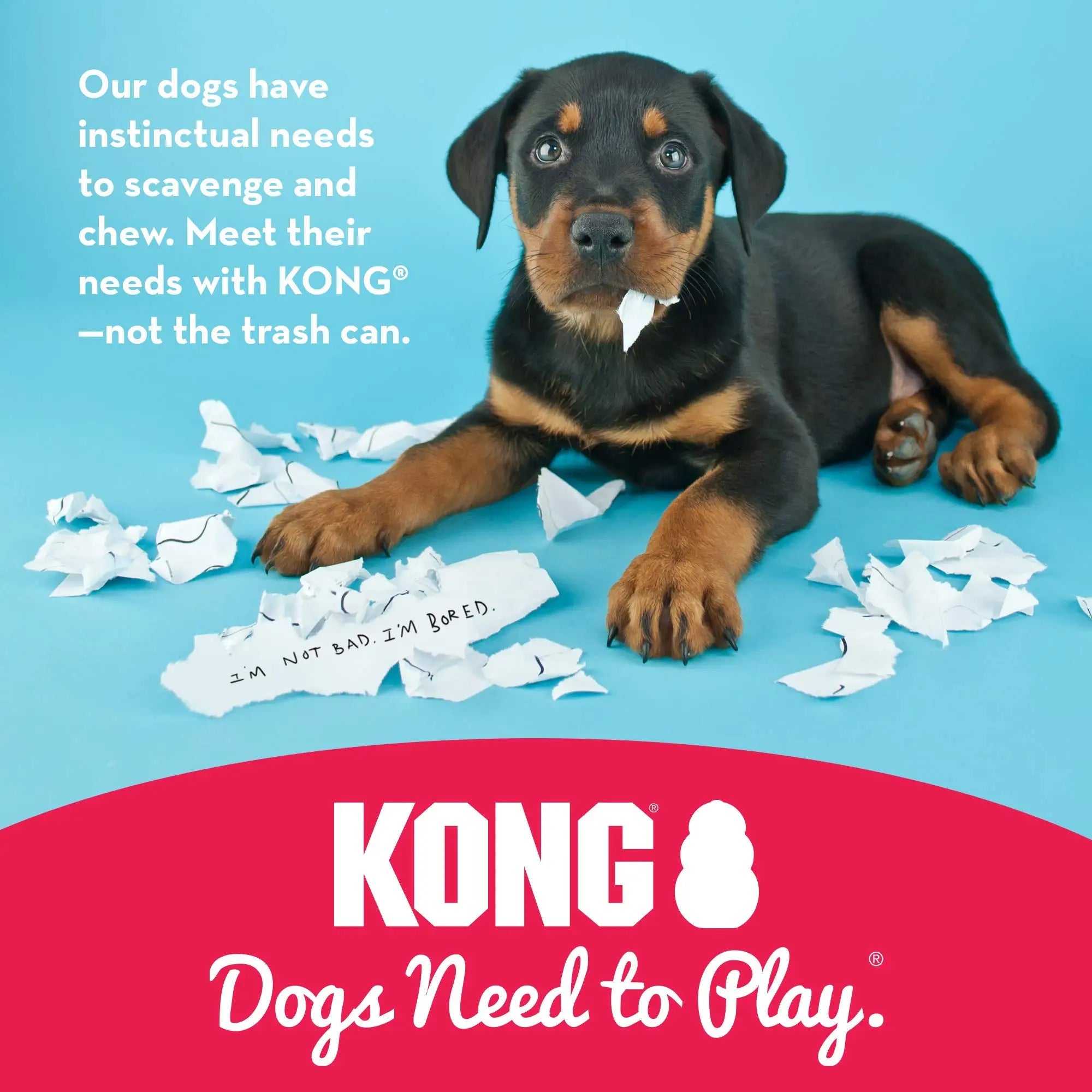KONG Puppy - Jouet à mâcher en caoutchouc naturel pour chien - Jouet en peluche pour chien pour une heure de jeu étendue - Jouet à mâcher et à saisir pour chiots HappyTailShop